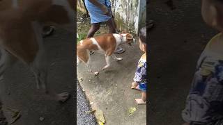 vaccine എടുത്തിട്ടുള്ളവരവാdogvaccinationdoglover [upl. by Yevette]