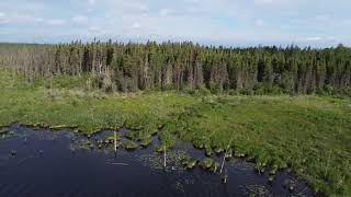 A view from above – a moose in a northern DUC wetland [upl. by Mure]