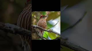 Kinglet Manakin Kuşu Dansı ile Renkli Dünyasını Keşfet [upl. by Enirtak]