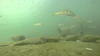 Perch Bass Sunfish Blunthead Minnows [upl. by Eillil]