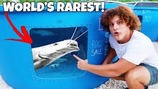 Buying BFP The Worlds RAREST Exotic AQUARIUM FISH [upl. by Adlee]