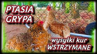 chicken 🦃🐤🐓 Poczta wstrzymuje wysyłki ptaków  kur  Ptasia grypa znowu szaleje [upl. by Anna568]