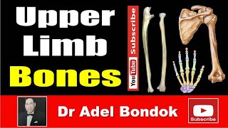 Upper Limb Bones Osteology Dr Adel Bondok Making Anatomy Simple [upl. by Michaeline]