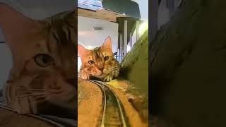 cats omg animation [upl. by Moses]