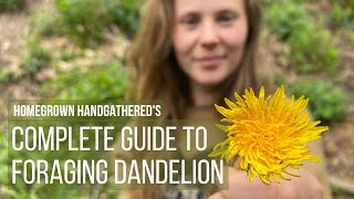 The Complete Guide to Foraging Processing and Cooking Dandelions [upl. by Valentia704]