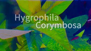 Hygrophila Corymbosa  Aquarium Plant [upl. by Amabel]