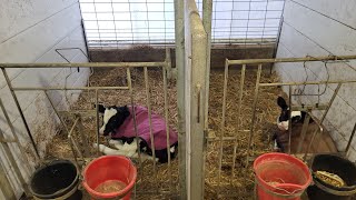 homemade curtain for the calving pen and treating a cow with milk fever [upl. by Atinob]