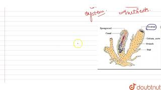 Name the following  a Cavity present in the body of sponges b Cavity present [upl. by Chessa]