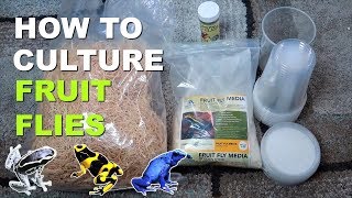 HOW TO CULTURE FRUIT FLIES [upl. by Esenwahs]