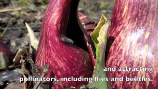 Skunk Cabbage 20  Now with flies [upl. by Tybi]