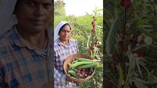 Roselle Hibiscus sabdariffa Harvesting gardening shorts [upl. by Farrell]