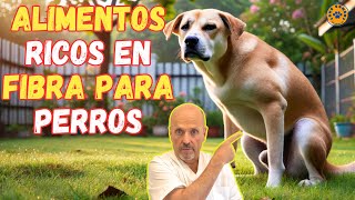 💝 ALIMENTOS RICOS EN FIBRA PARA PERROS 💝 [upl. by Bernat]