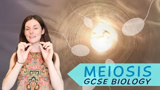 MEIOSIS GCSE Biology 91  Combined Science Revision amp Qs [upl. by Nirik]