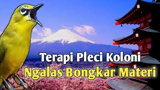 Terapi Pleci Koloni Ngalas Buka Paruh  Simulasi Lomba Pleci pleci terapipleci plecigacor [upl. by Finkelstein]