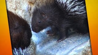 StachelschweinBabys im Tierpark Berlin [upl. by Desimone329]