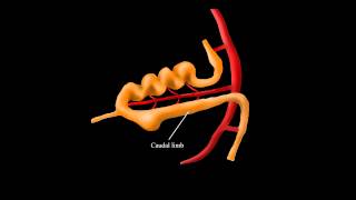 Embryological Rotation of the Midgut [upl. by Yorgerg76]