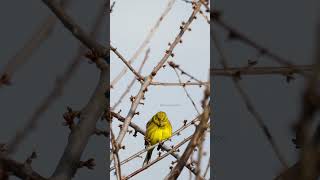 Yellowhammer Bird in Europe yellowhammer bird europe beautiful colorful nature cute HA42212 [upl. by Anilef865]