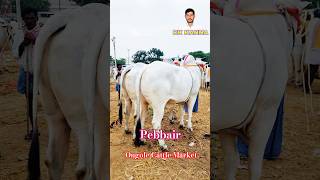 Ongole Cattles Market In WanaparthyTelangana Cattle MarketPebbair Ox MarketPebbair Santha Today🐂 [upl. by Nimesay]