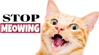 Sound To Stop Cat From Meowing [upl. by Nanete]