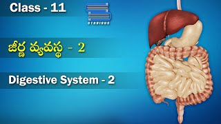 జీర్ణ వ్యవస్థ  Digestive System Part 2  Digestion and Absorption  Class 11 Biology in Telugu [upl. by Mayhs]