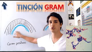 Tinción Gram Cómo se hace y explicación EN 5 MINUTOS [upl. by Gnex143]