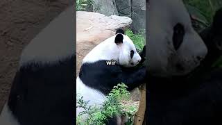 Warum Pandas so süß sind – die Wissenschaft dahinter [upl. by Auqeenahs]