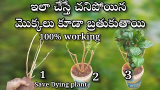 how to save dying plants in telugu  gardening [upl. by Jae4]