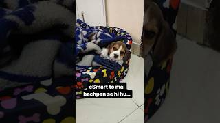 eSmart to mai bachpan se hu😎😝😜 india beagle like new pet follow viral dog youtuber [upl. by Ongun]