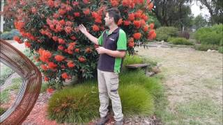 Grafted Flowering Gum Maintenance [upl. by Araz365]