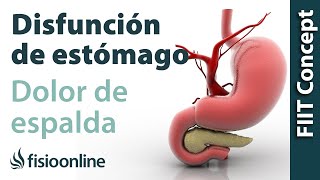 Disfunciones de estómago y dolor de espalda dorsal cervical hombro  Causas y tratamiento [upl. by Alano]