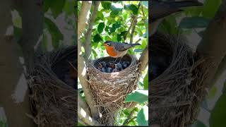 A bird sits on a nest protecting its two baby birds as they rest smartbird egret birdemic [upl. by Ebeohp]