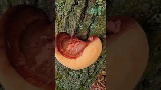 The tree was sticking its tongue outnature  mushroom beefsteak fungus [upl. by Derdle]