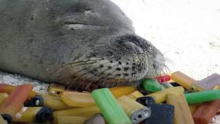 Species In The Spotlight Hawaiian Monk Seal [upl. by Bail583]