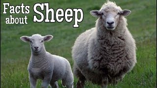 Sheep Facts for Kids  Classroom Learning Video [upl. by Briscoe]