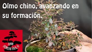 Formación de bonsai de olmo chino olmo parvifolia defoliado poda y alambrado [upl. by Areta872]