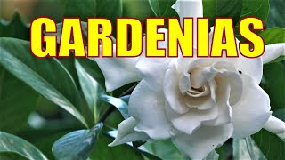 GARDENIAS  FLOWERS FOR FLORIDA YARDS They Are in Bloom Right Now [upl. by Yniar]