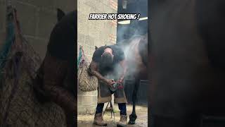 Farrier hot shoeing  farrier horsecare farrierlife horsefarrier satisfying asmr [upl. by Felicdad]