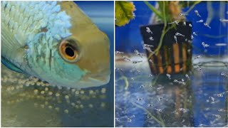 How to hatch electric blue acara cichlid fry Breeding Electric blue acara cichlids [upl. by Arriaet528]