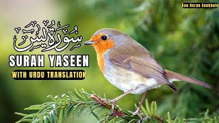 Surah Yaseen With Urdu Translation Full With Arabic Text HD Qari Mohammad Salahuddin [upl. by Ielak385]