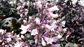 Best Perennials Penstemon Dark Towers Beardtongue [upl. by Aniryt827]