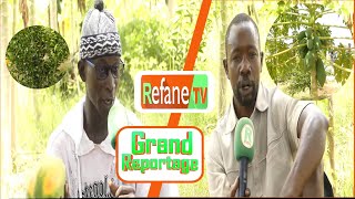 🔴Direct  Grand reportage  Invité Gora Diop producteur de Papaye et de citron à Khombole [upl. by Ecnesse]