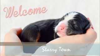 STARRY TOWN BERNESE PUPPIES [upl. by Fermin18]