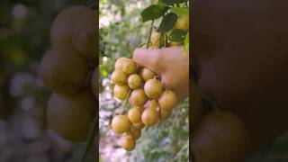 Wampee fruit harvesting fruitfarming fruiting fruitharvesting farming fruitpicking shortvideo [upl. by Meldon23]