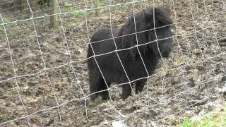 Veel werk voor Zeeuwse dierenpolitie [upl. by Forras]