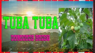 HALAMANG GAMOT Tuba Tuba [upl. by Jayme]