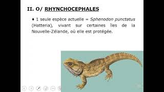 faunistique S4 svi fssmquotVertèbresquot LES REPTILES 3 [upl. by Nytsud]