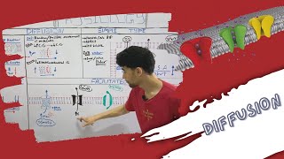 Transport Across Cell Membrane  Diffusion Simple amp Facilitated شرح بالعربى [upl. by Elise531]