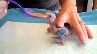 Baby Parrotlet Spoon FeedingTropical Wings Parrot Place [upl. by Achilles775]