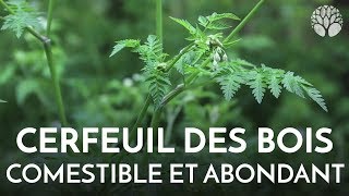 Cerfeuil des bois plante sauvage comestible [upl. by Finn]