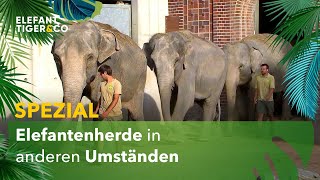 Elefantenherde in anderen Umständen  Spezialsendung  Elefant Tiger amp Co  MDR [upl. by Picco781]